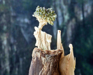 Bonsai